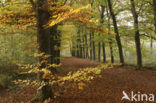Beech (Fagus sylvatica)