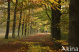 Beech (Fagus sylvatica)