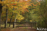 Beech (Fagus sylvatica)