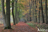 Beuk (Fagus sylvatica)