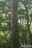 Beech (Fagus sylvatica)