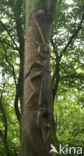Beech (Fagus sylvatica)