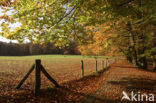 Beech (Fagus sylvatica)