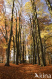 Beech (Fagus sylvatica)