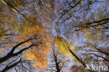 Beech (Fagus sylvatica)