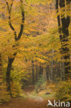 Beech (Fagus sylvatica)