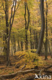 Beech (Fagus sylvatica)