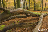 Beech (Fagus sylvatica)