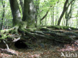 Beech (Fagus sylvatica)