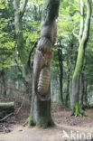 Beech (Fagus sylvatica)