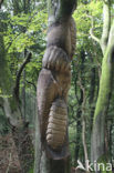 Beech (Fagus sylvatica)