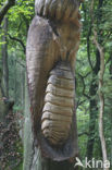 Beech (Fagus sylvatica)