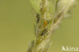 Aphid (Periphyllus testudinaceus)