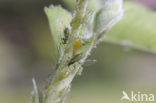 Aphid (Periphyllus testudinaceus)