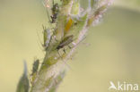 Aphid (Periphyllus testudinaceus)