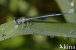 Blauwe breedscheenjuffer (Platycnemis pennipes)