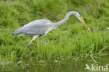 Grey Heron (Ardea cinerea)