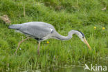 Grey Heron (Ardea cinerea)