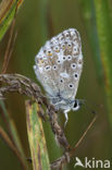 Bleek blauwtje (Polyommatus coridon)