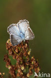 Bleek blauwtje (Polyommatus coridon)