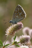 Bleek blauwtje (Polyommatus coridon)