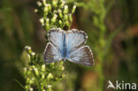 Bleek blauwtje (Polyommatus coridon)