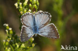 Bleek blauwtje (Polyommatus coridon)