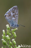 Chalk Hill Blue (Polyommatus coridon)