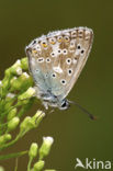 Bleek blauwtje (Polyommatus coridon)