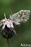 Chalk Hill Blue (Polyommatus coridon)