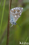 Bleek blauwtje (Polyommatus coridon)