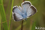 Bleek blauwtje (Polyommatus coridon)