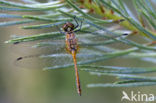 Bloedrode heidelibel (Sympetrum sanguineum)