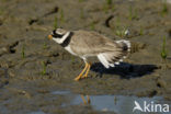 Bontbekplevier (Charadrius hiaticula)