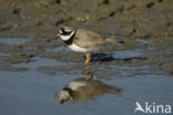 Bontbekplevier (Charadrius hiaticula)