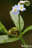 Boomkikker (Hyla crucifer)