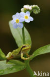 Springpeeper (Hyla crucifer)