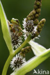 Springpeeper (Hyla crucifer)