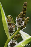 Springpeeper (Hyla crucifer)