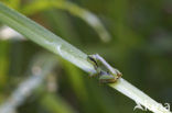 Springpeeper (Hyla crucifer)