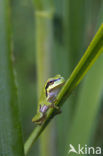 Springpeeper (Hyla crucifer)