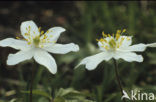 Wood Anemone (Anemone nemorosa)