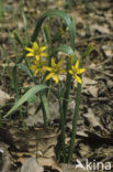 Bosgeelster (Gagea lutea)