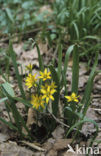 Bosgeelster (Gagea lutea)