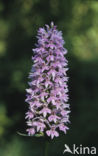 Bosorchis (Dactylorhiza fuchsii)