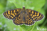 Bosparelmoervlinder (Melitaea athalia) 