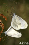 Wood White (Leptidea sinapis)