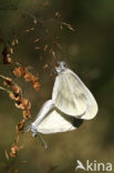 Wood White (Leptidea sinapis)