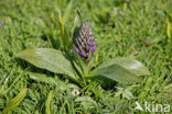 Brede orchis (Dactylorhiza majalis)