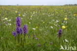 Western Marsh-orchid (Dactylorhiza majalis)